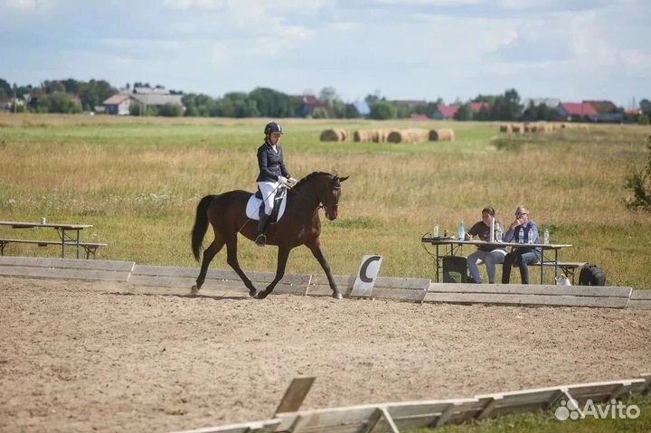 Спортивная кобыла, Уэльский пони, Орлов. ж