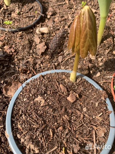 Продам многолетники