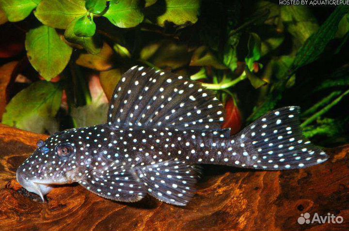 Номерные сомы