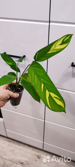 Ктенанта Лубберса