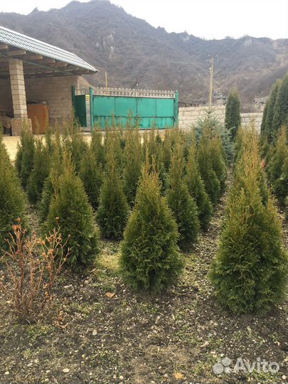 Туи смарагд