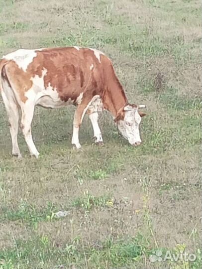 Коровы дойные