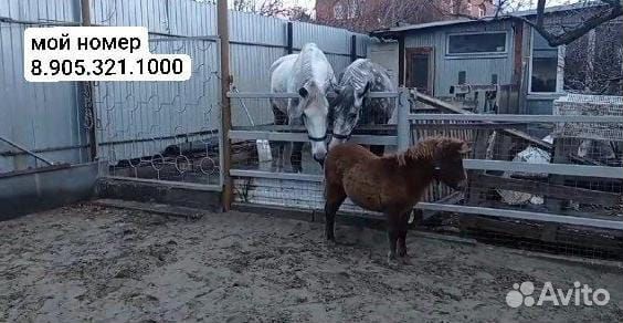 Этому Пони нужны добрые руки