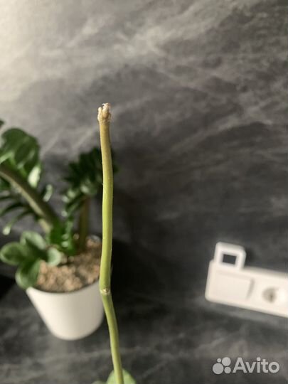 Hoya kerrii silver splash хойя керри сильвер сплеш