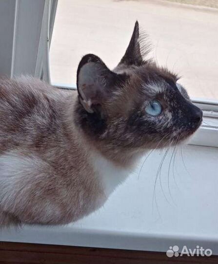 Триша кошка