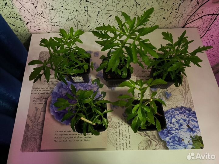 Каланхоэ Лациниата (оленьи рожки)