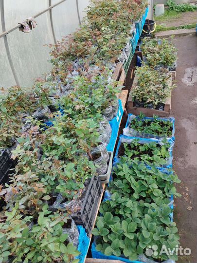 Розы петунии