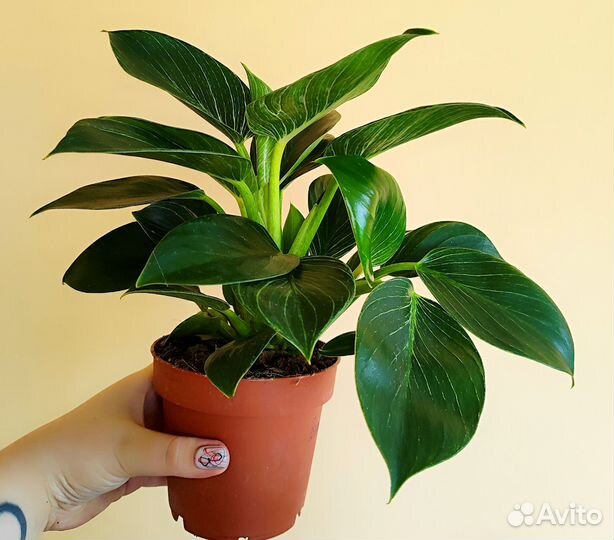 Филодендрон биркин Вайт вариегатный d12