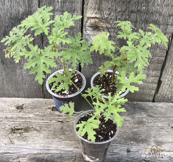 Растения обмен на овощи, кофе, корм кошке