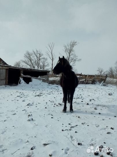 Жеребята тяжеловозы