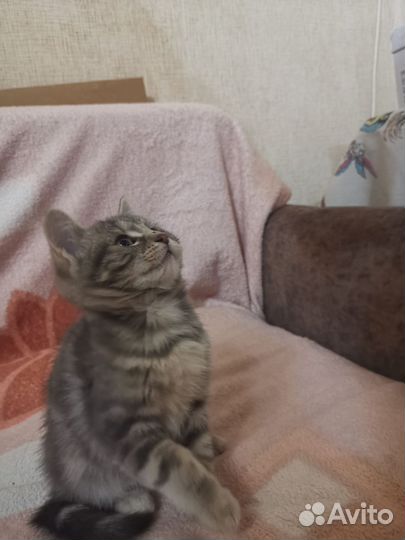 Кошечка бесплатно