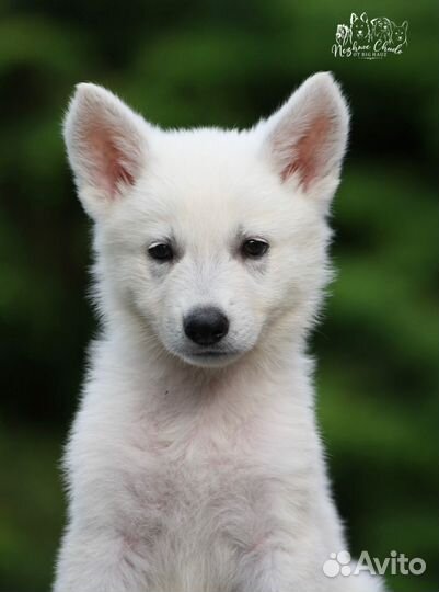 Щенки Белой Швейцарской Овчарки