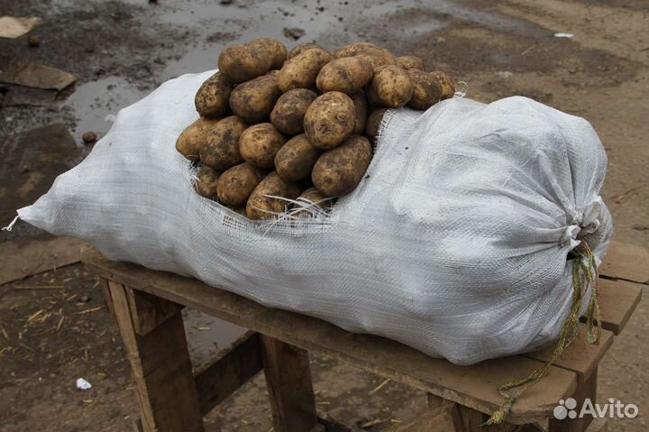 Продам картофель