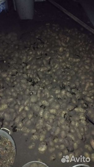 Картофель деревенский