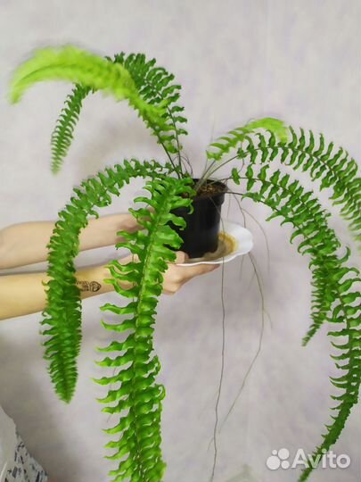 Папоротники