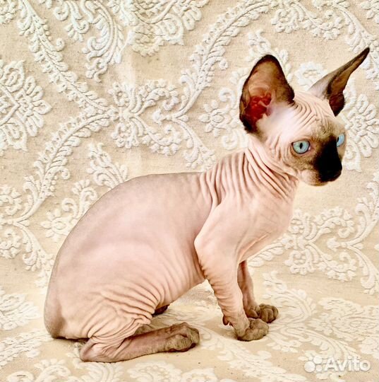 Канадский сфинкс