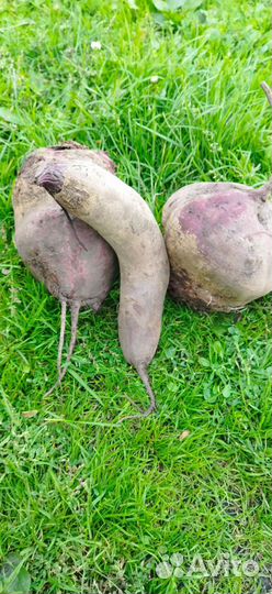 Свекла столовая