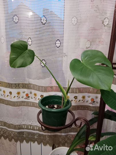 Аглаонема Мария, Монстера, Фикус, Молочай