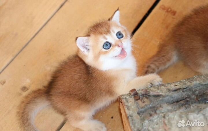 Шотландская золотая шиншилла мальчики