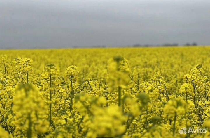 Семена озимого рапса сингента
