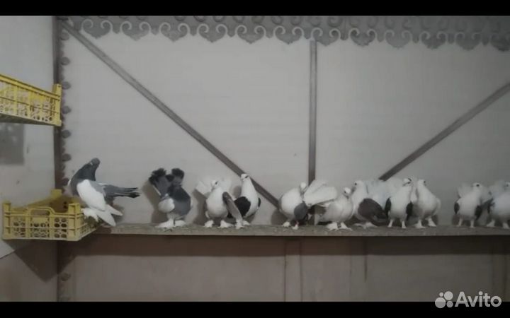 Голуби статные