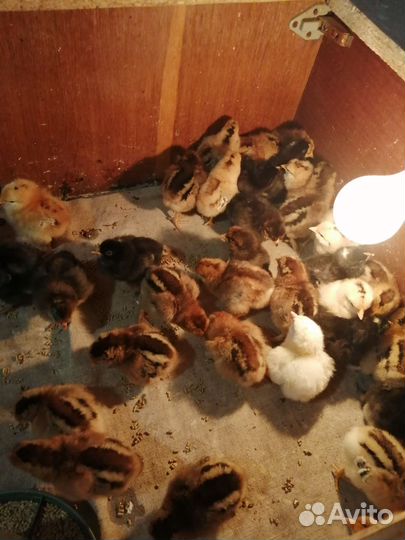 Цыплята