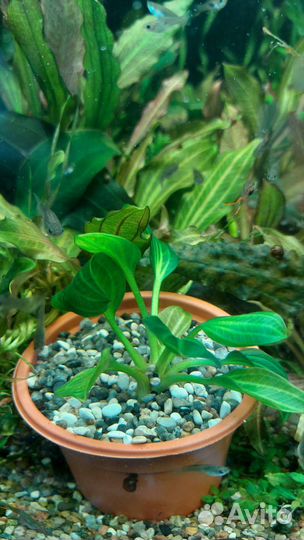 Аквариумные растения
