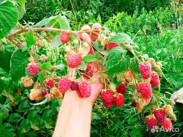 Малина ремонтантная саженцы