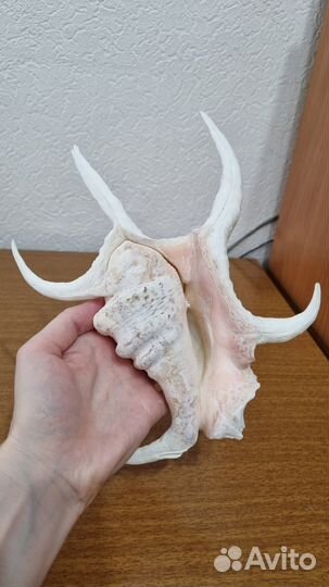 Ракушка в аквариум