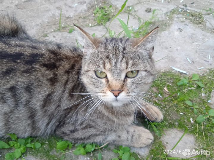 Красивая кошечка