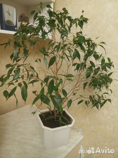 Фикус мелколистный