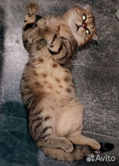 Вязка Шотландский вислоухий кот