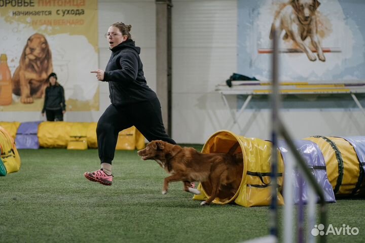 Передержка собак/Кинолог/Груминг