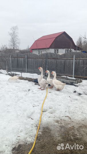 Холмогорские гуси