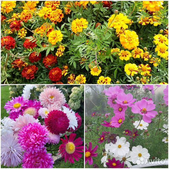 Космея, бархатцы, астры