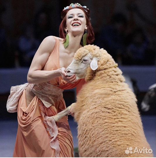 Шоу с дрессированными животными