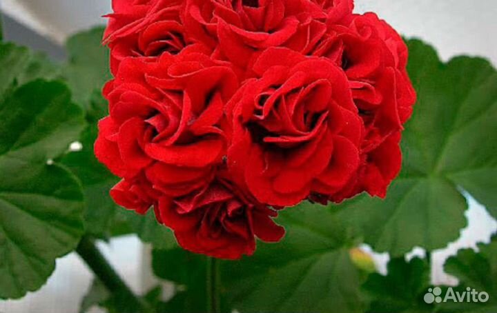 Пеларгония герань розебуд