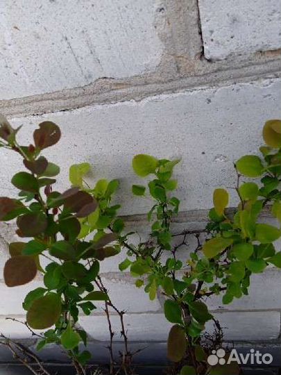 Барбарис съедобный