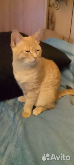 Коты бесплатно