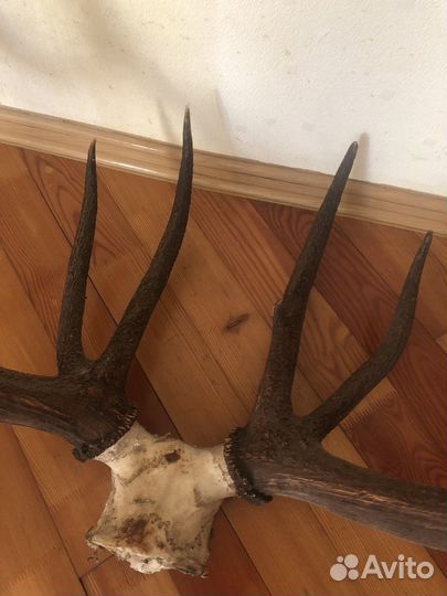 Рога оленя