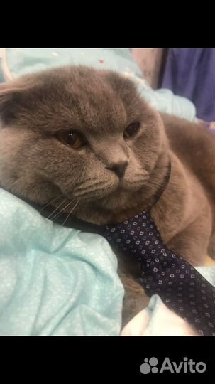 Кот британец вязка