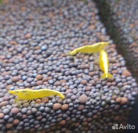 Креветки жёлтый неон, блю дрим