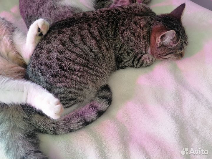 Пристрой котят