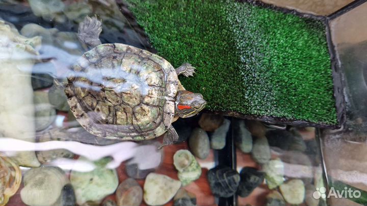 Красноухая черепаха с аквариумом в добрые руки