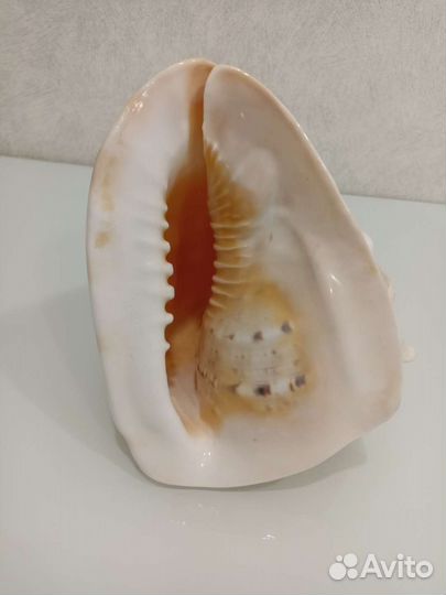 Ракушка морская большая