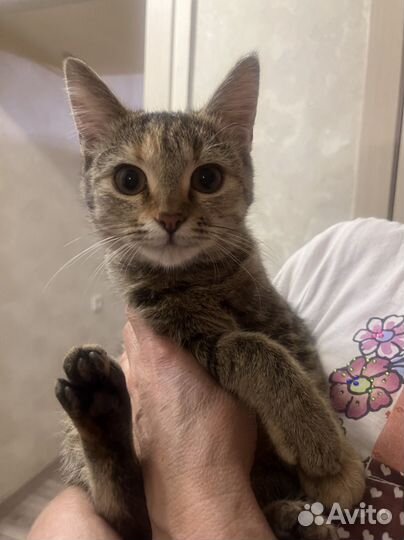 Котёнок девочка в добрые руки