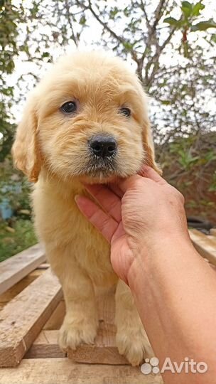 Голден ретривер