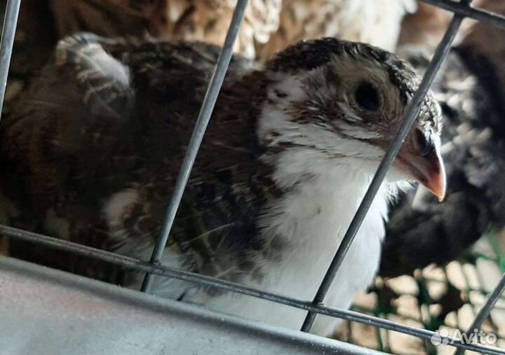 Перепела продажа