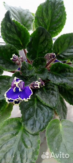 Цветы комнатные,Фиалка,алоэ, золотой ус