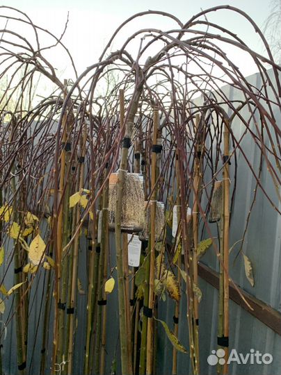 Ива на штамбе Килмарнок